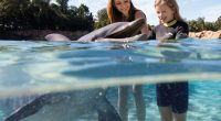 Discovery Cove all-inclusive day resort