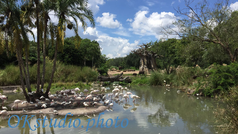 Disney`s Animal Kingdom park Orlando Florida